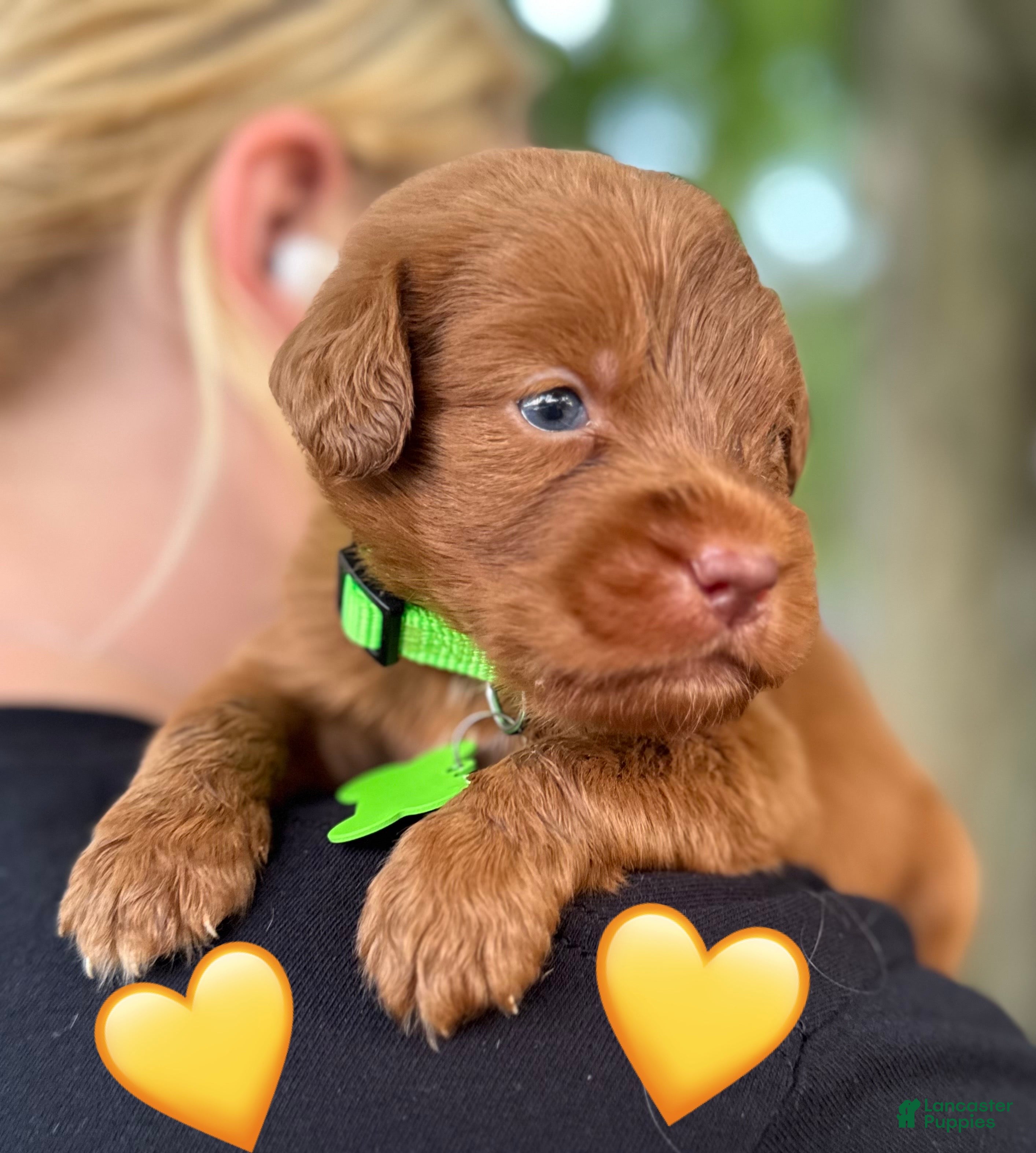 Labradoodle dogs Labradoodle 1 - Ad 2