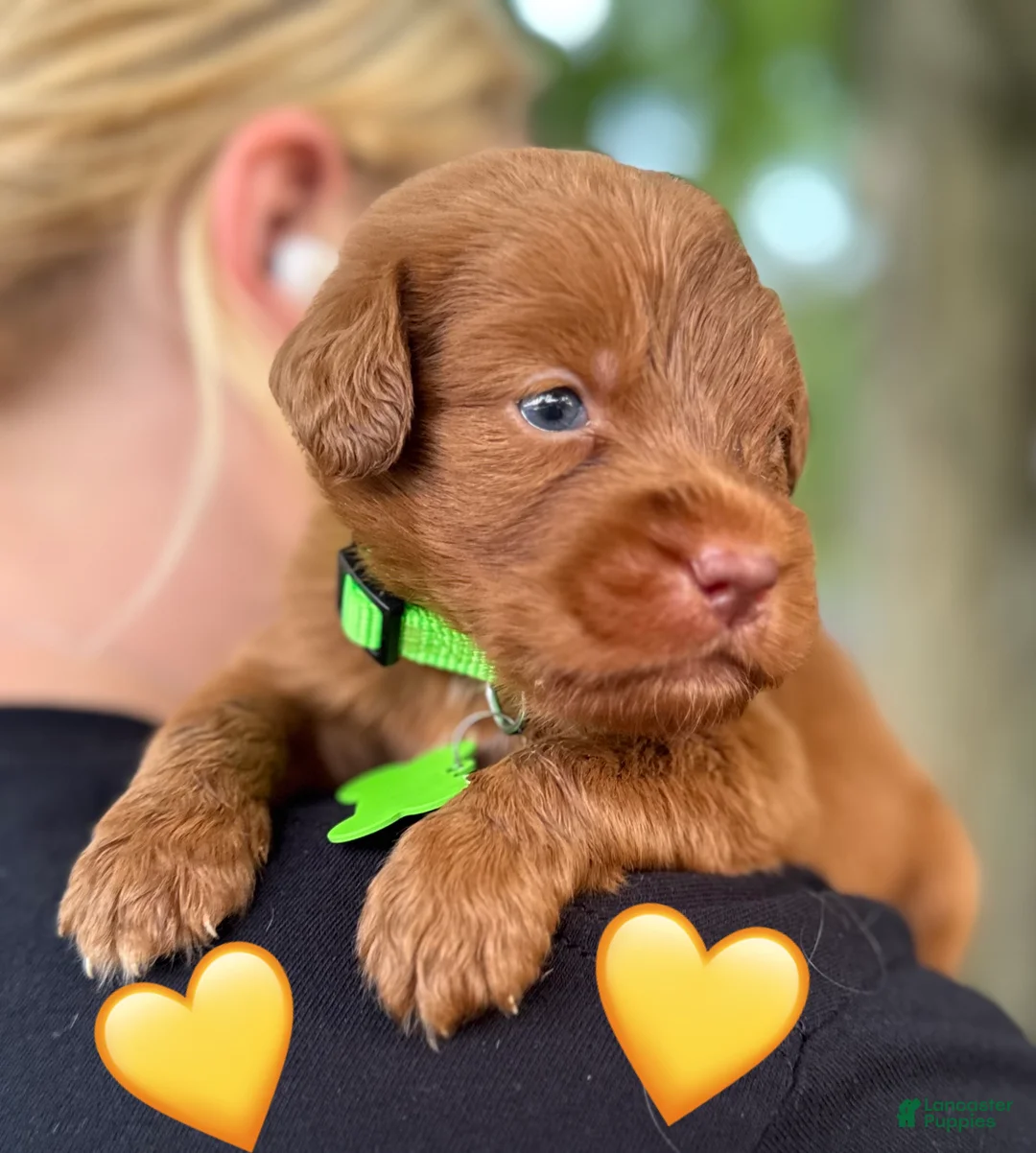 Labradoodle dogs for sale: Labradoodle 1 - Ad 2