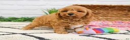Cavapoo dogs for sale: Frappe  - Ad 5