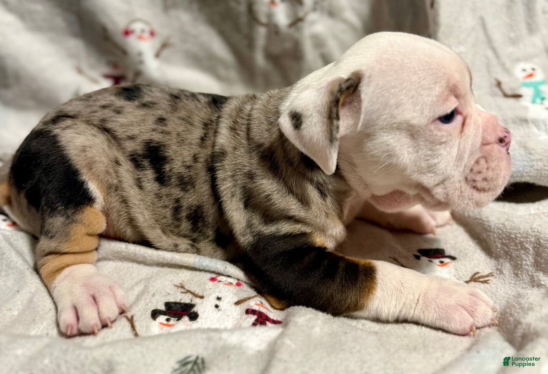 Olde English Bulldogge dogs for sale: Alexandria - Ad 7