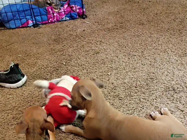 Chihuahua dogs for sale: Chihuahua 2 - Ad 13