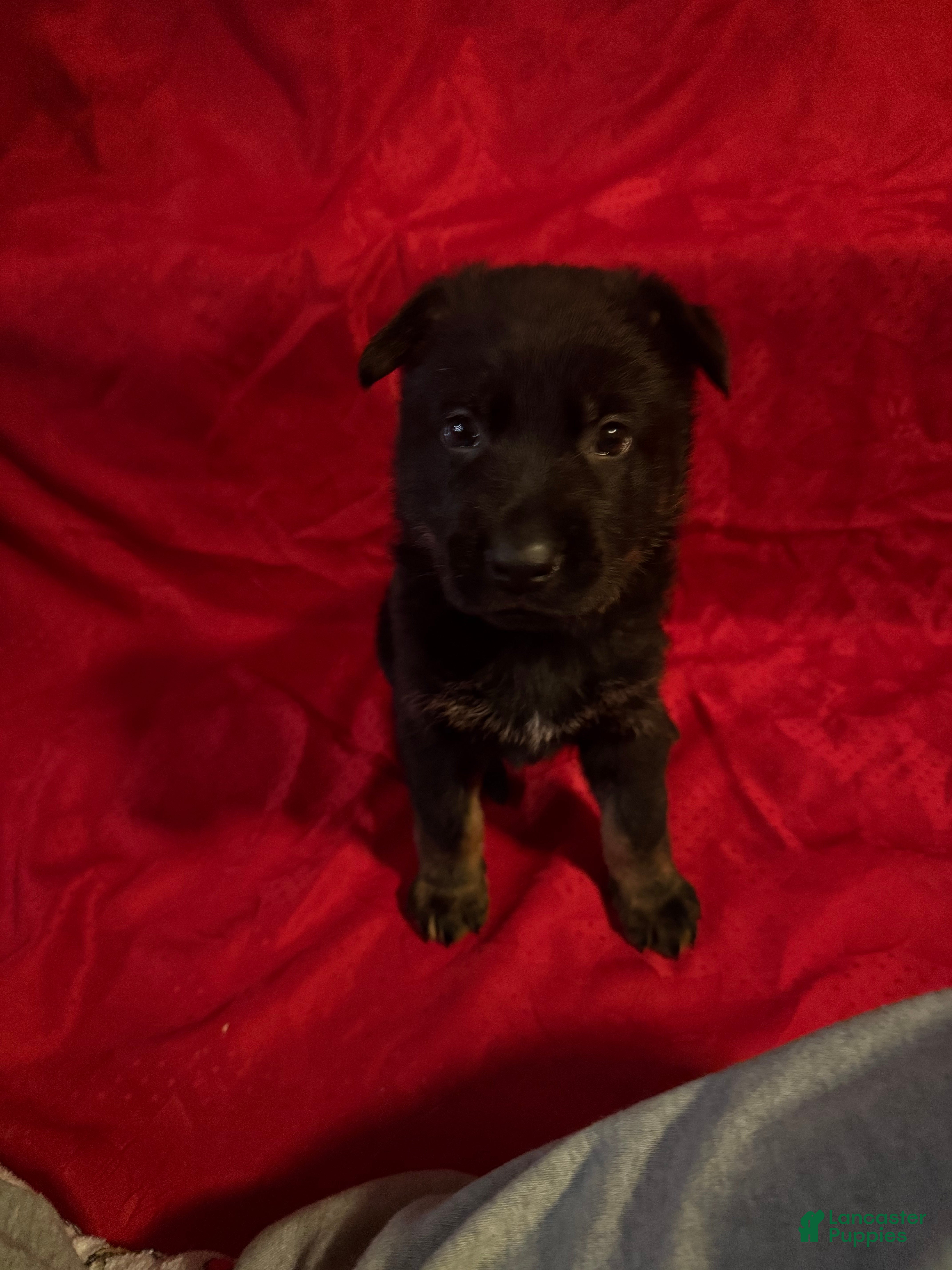 German Shepherd dogs Valentino - Ad 3