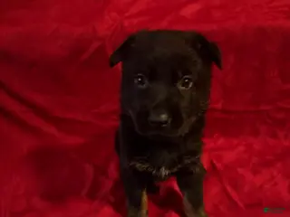 German Shepherd dogs Valentino - Ad 3