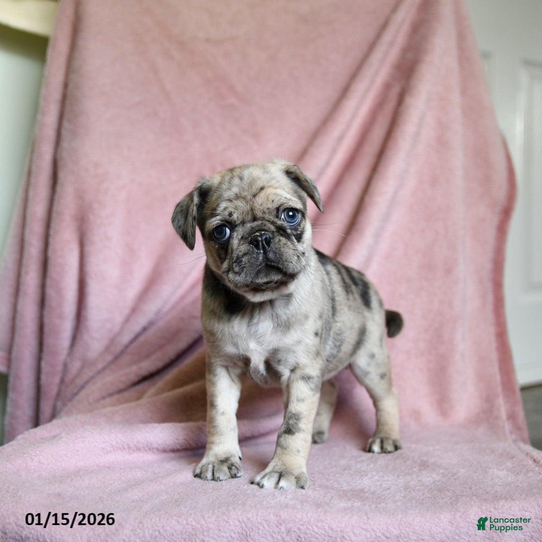 Pug dogs for sale: Mia  - Ad 2