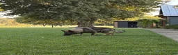 German Shepherd dogs for sale: Ruger - Ad 7