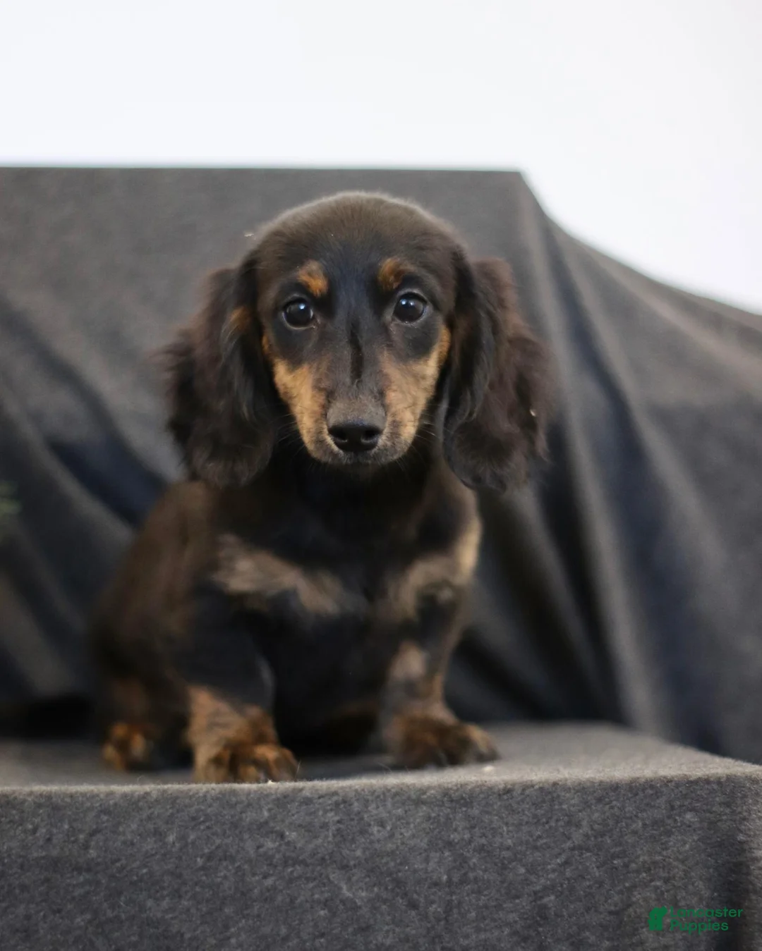 Miniature Dachshund dogs for sale: Garfield - Ad 1