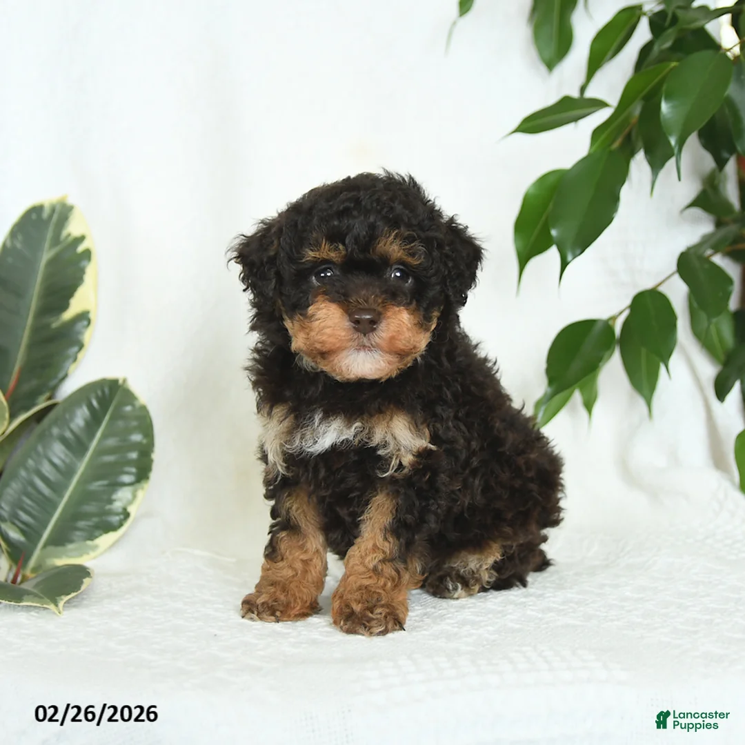 Miniature Poodle dogs for sale: Skipper - Ad 1
