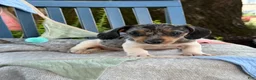 Miniature Dachshund dogs for sale: Titan - Ad 4