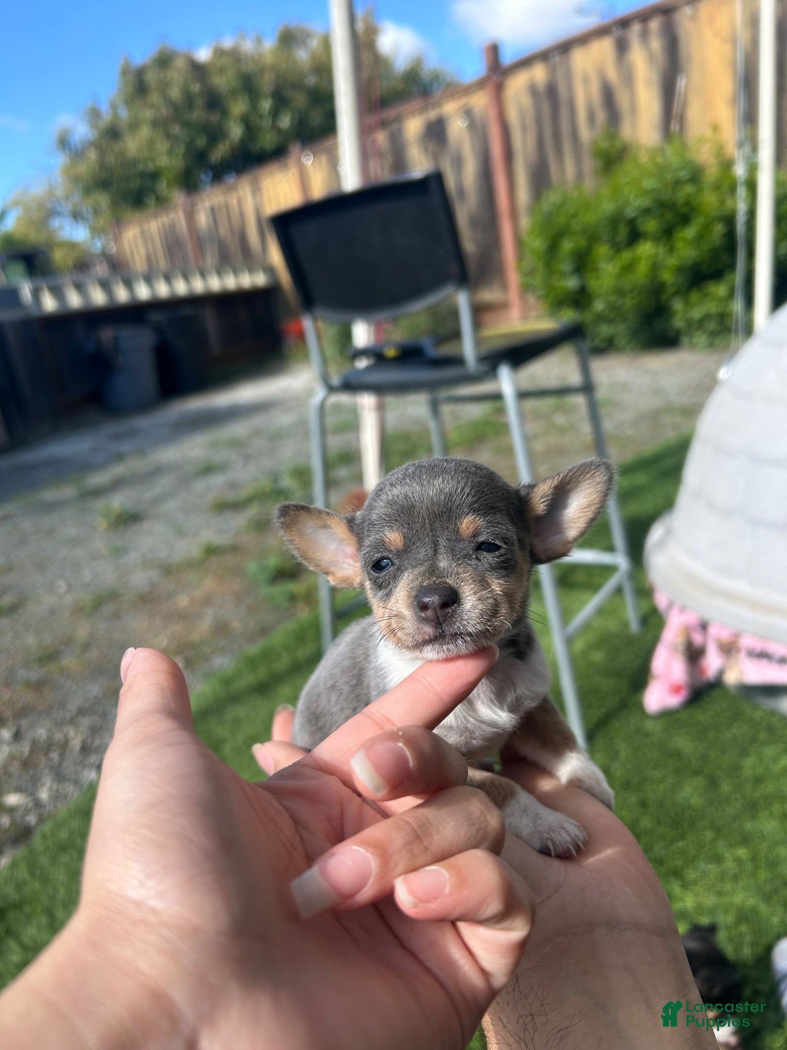 Chihuahua dogs Chihuahua Puppy 1 - Ad 6