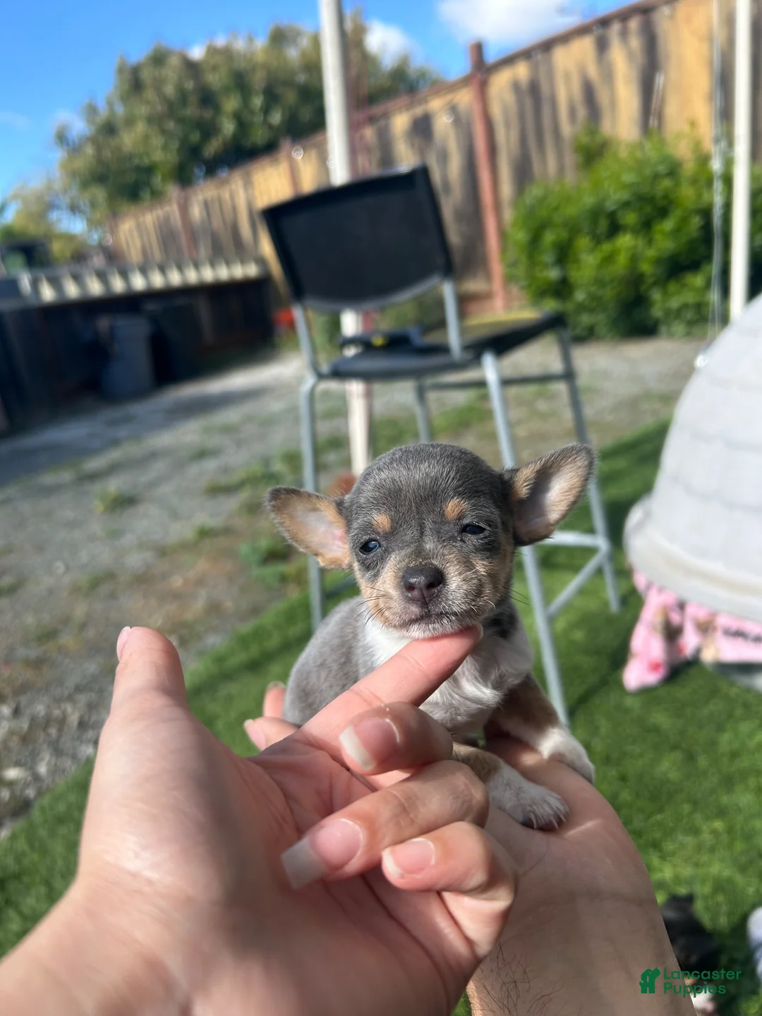 Chihuahua dogs for sale: Chihuahua Puppy 1 - Ad 1