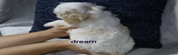 Shihpoo dogs for sale: Kamry - Ad 5