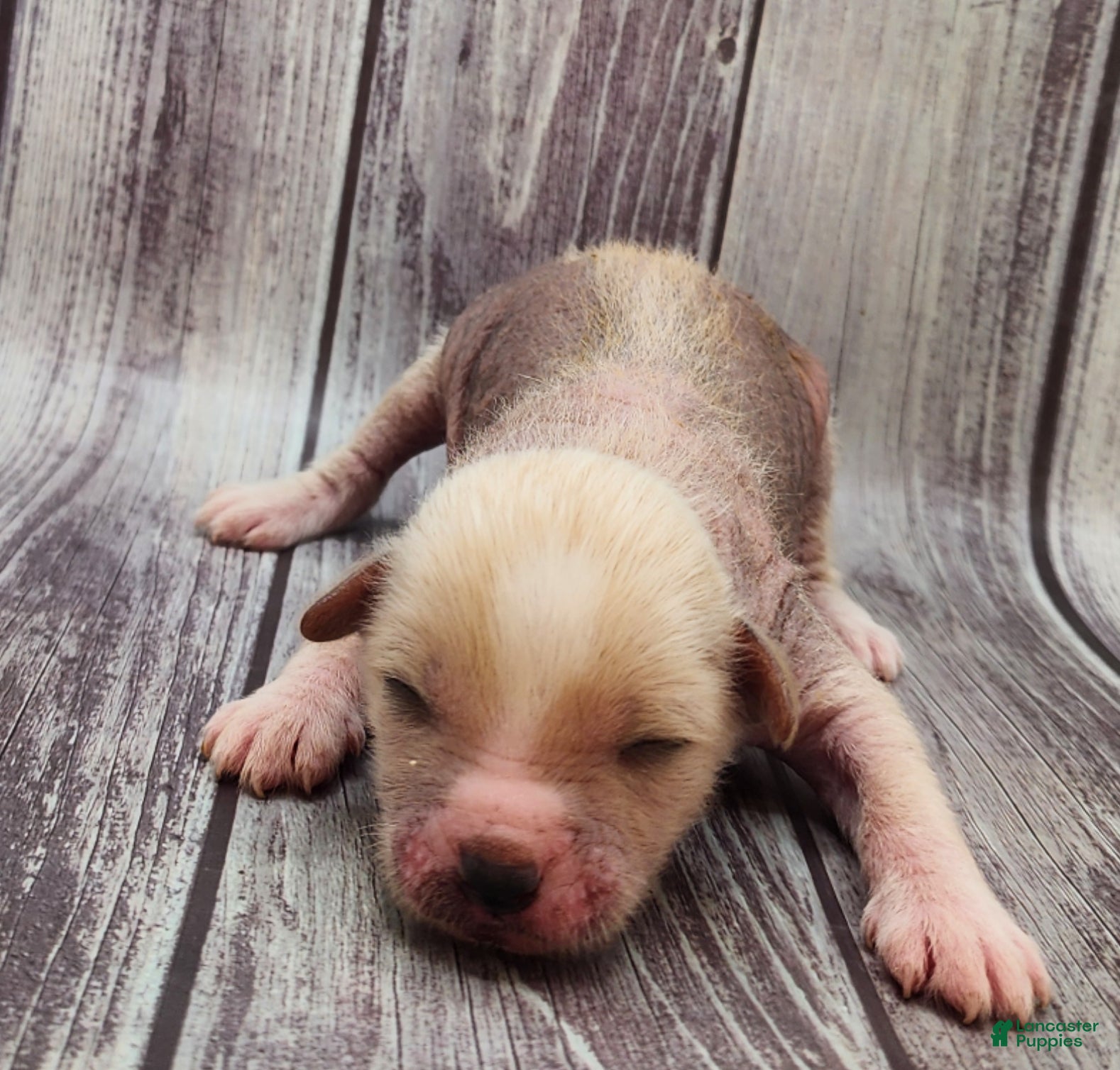 Mixed Breed dogs Charm - Ad 4