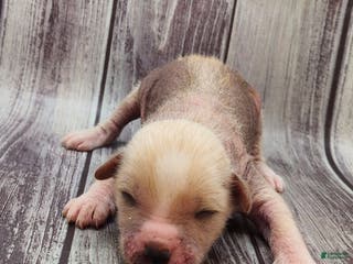 Mixed Breed dogs Charm - Ad 19