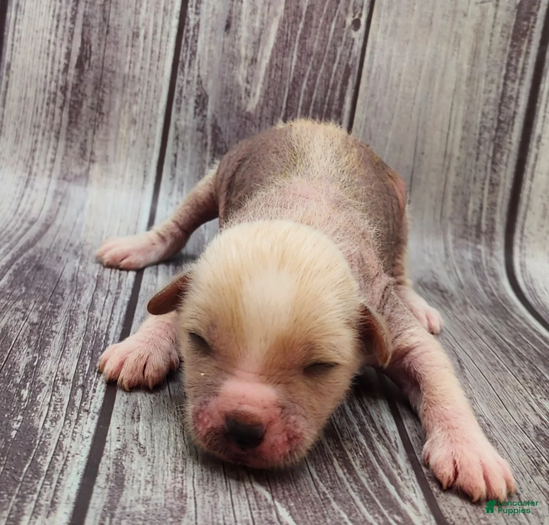 Mixed Breed dogs for sale: Charm - Ad 3