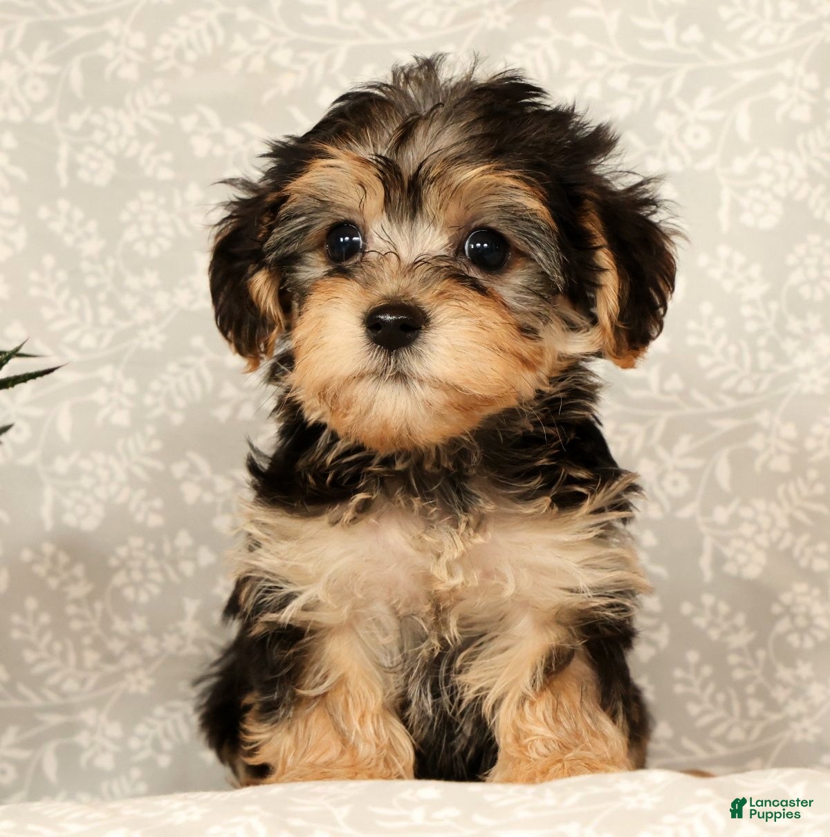 Yochon dogs for sale: Kathy - Ad 4