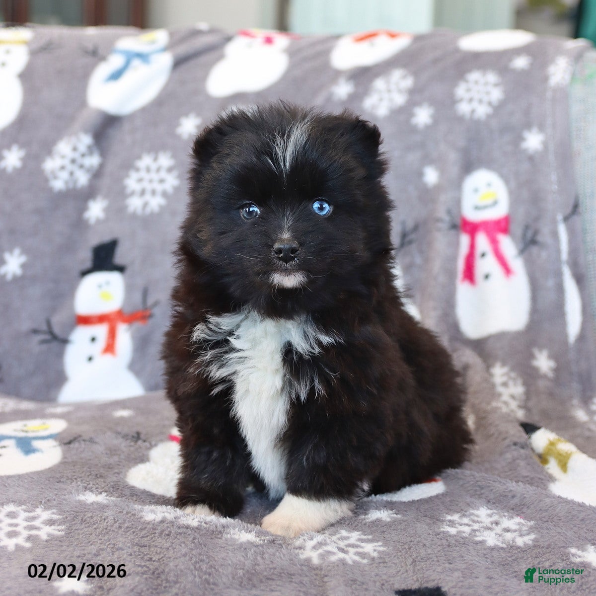 Pomsky dogs Isabelle - Ad 9