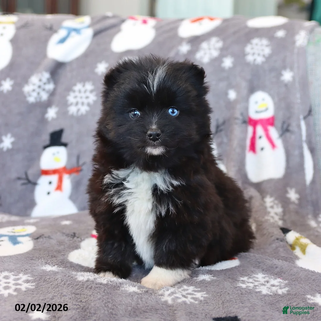 Pomsky dogs for sale: Isabelle - Ad 1