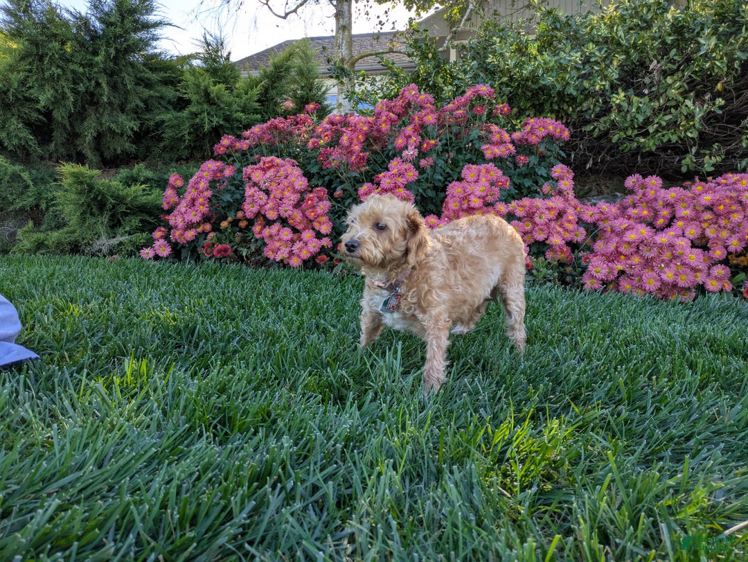 Jackapoo dogs for sale: Jasper - Ad 7