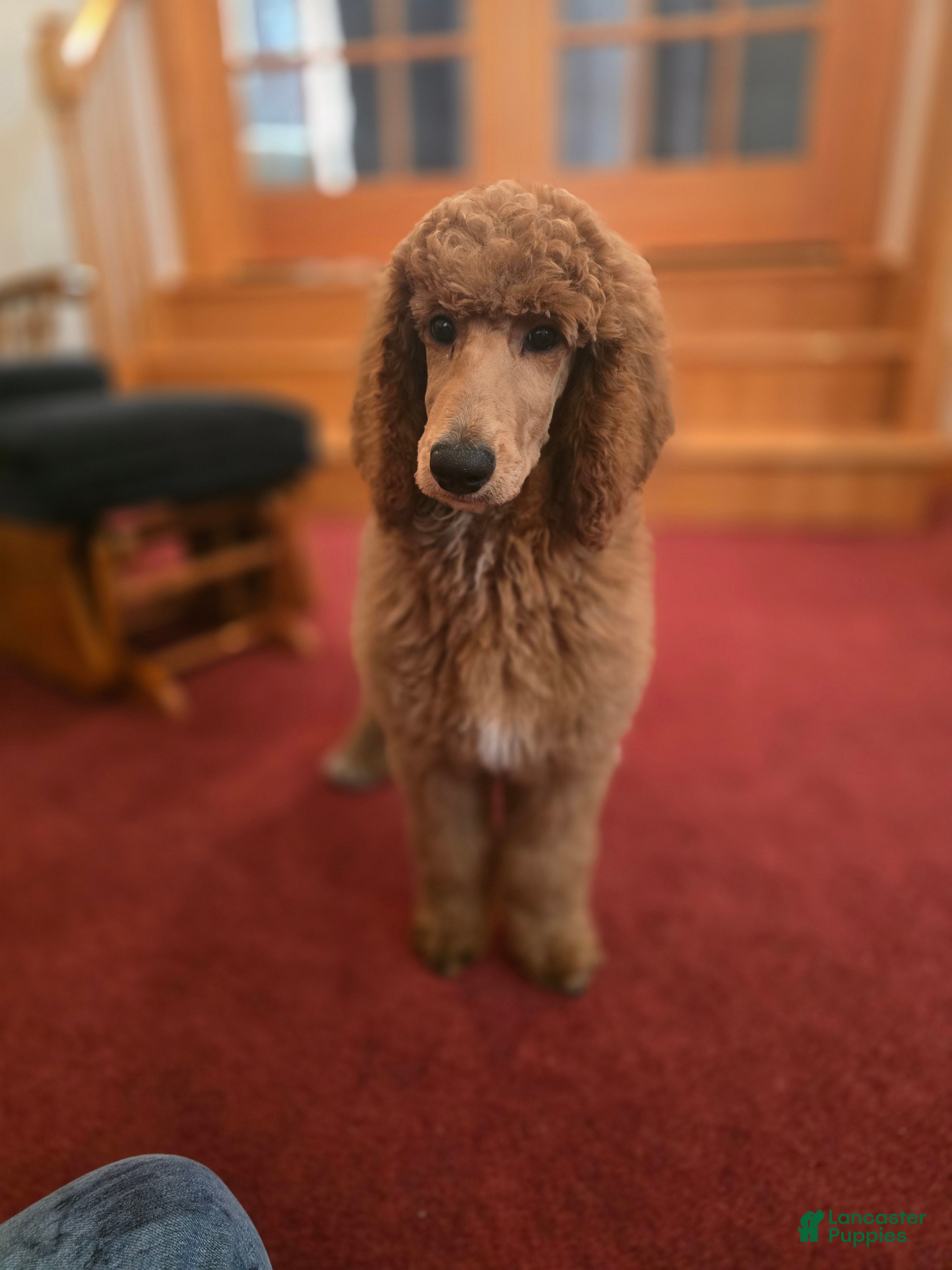 Standard Poodle dogs Lily - Ad 2