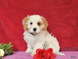 Cavapoo dogs - Ad 26