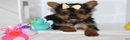 Yorkshire Terrier dogs for sale: Zoey  - Ad 2