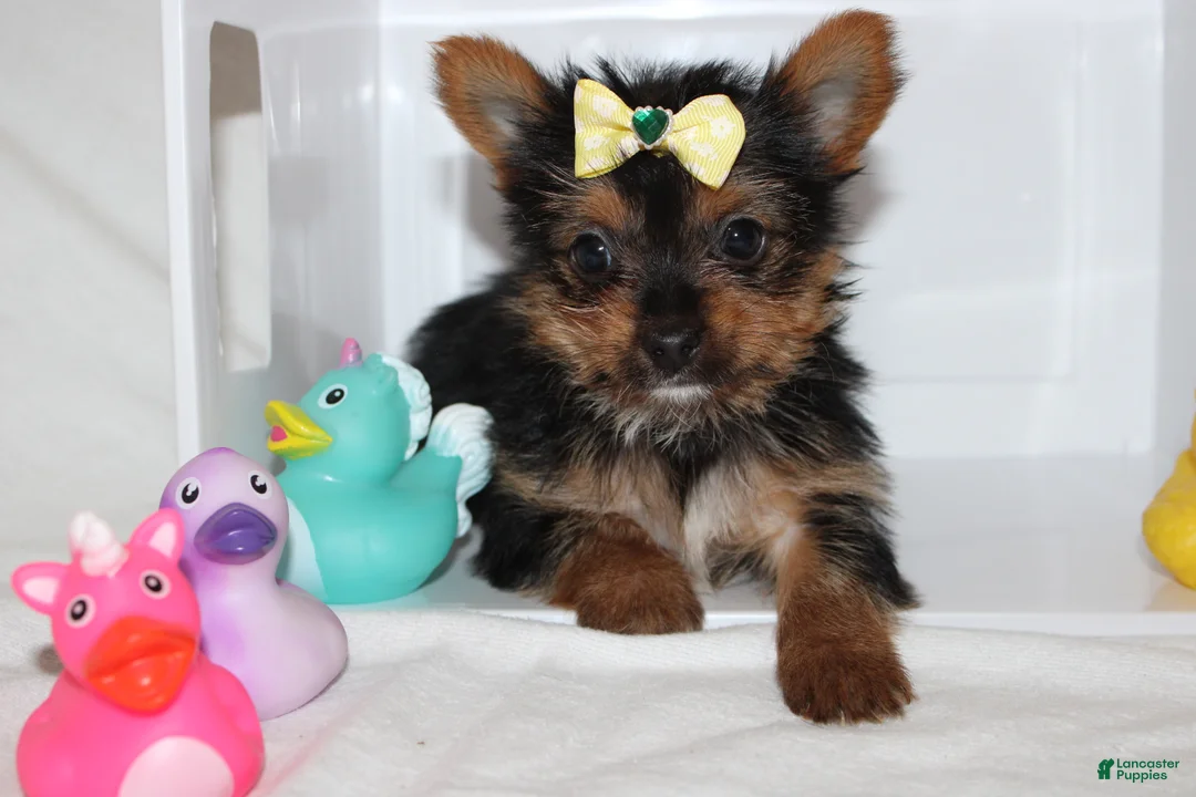 Yorkshire Terrier dogs for sale: Zoey  - Ad 2