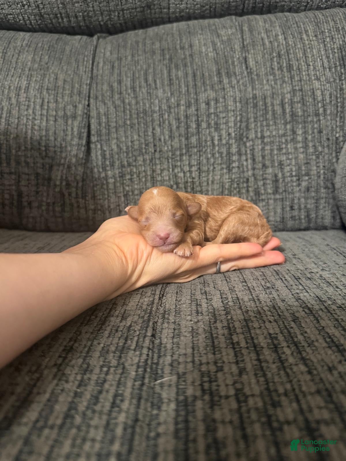 Toy Poodle dogs Lana - Ad 7