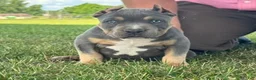 American Bully dogs for sale: Hurley - Ad 3