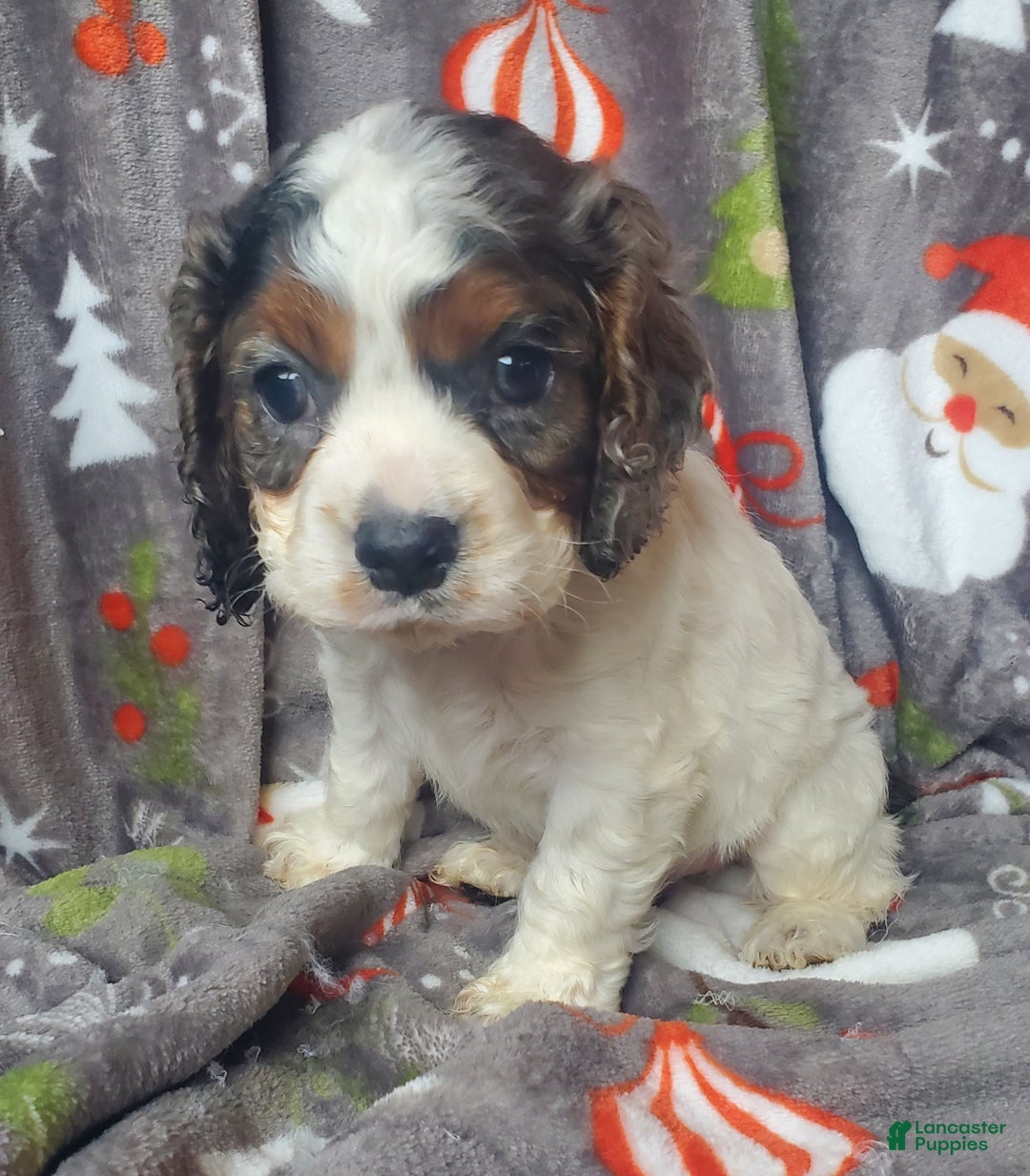Cocker Spaniel dogs for sale: Ozzy - Ad 3