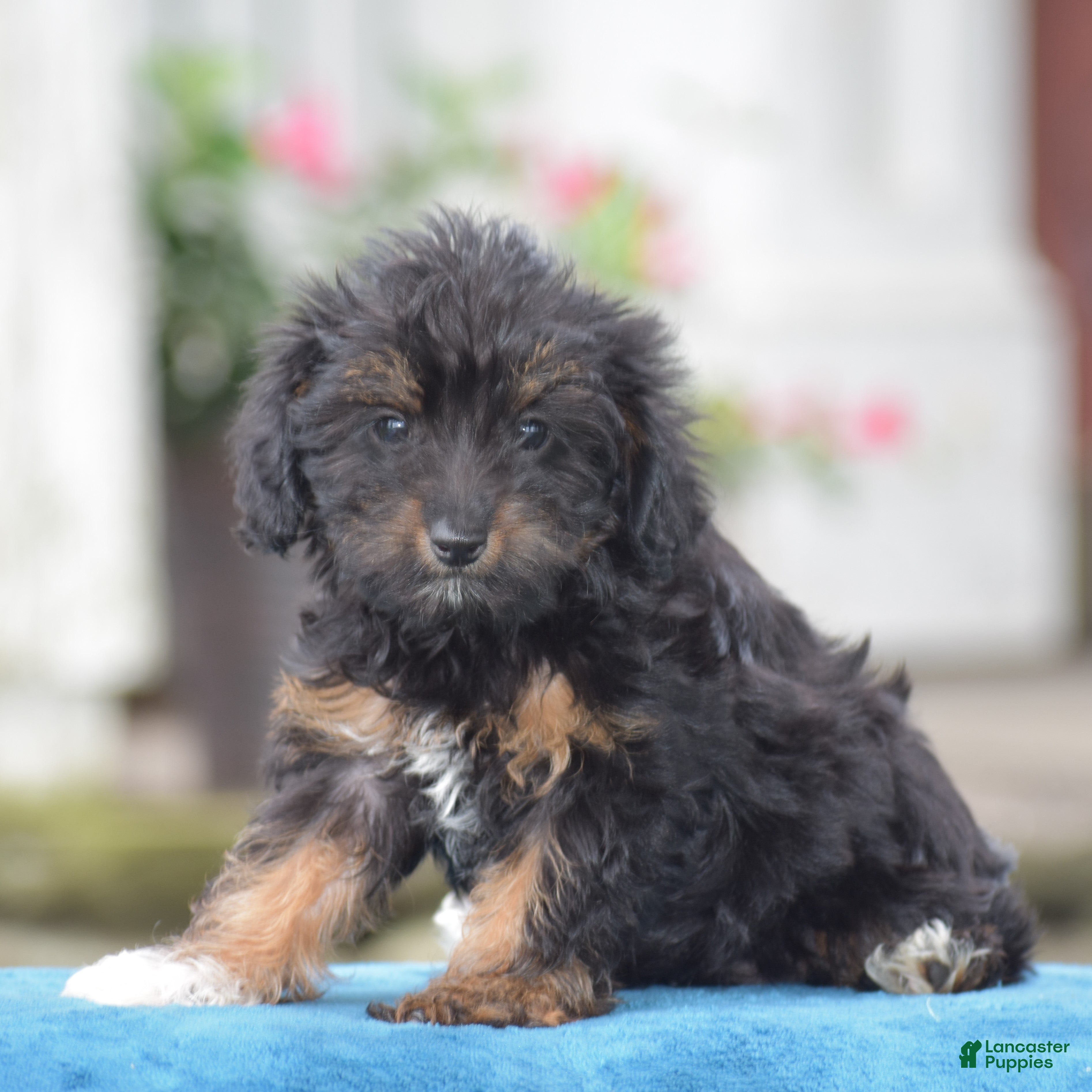Yorkiepoo dogs Anya - Ad 1