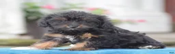 Yorkiepoo dogs for sale: Anya - Ad 8