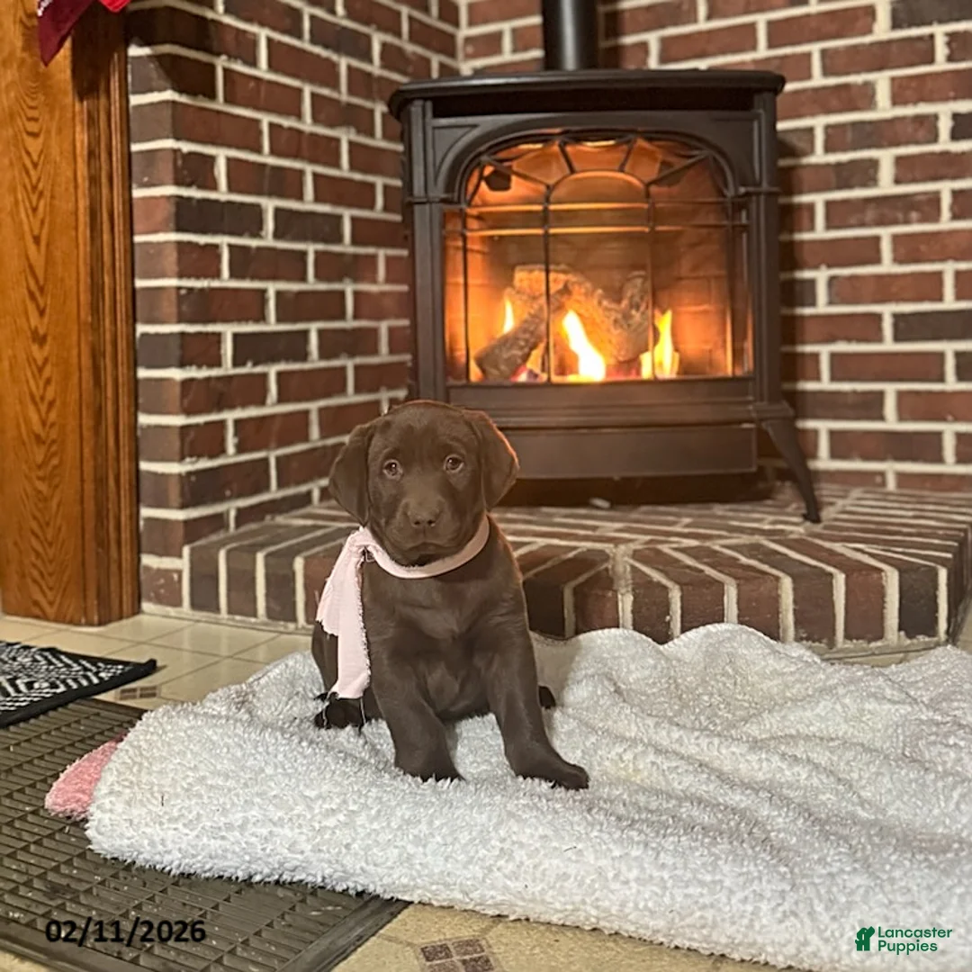 Labrador Retriever dogs for sale: Bailey - Ad 1