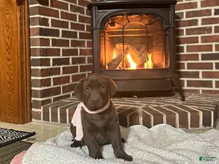 Labrador Retriever dogs Bailey - Ad 7