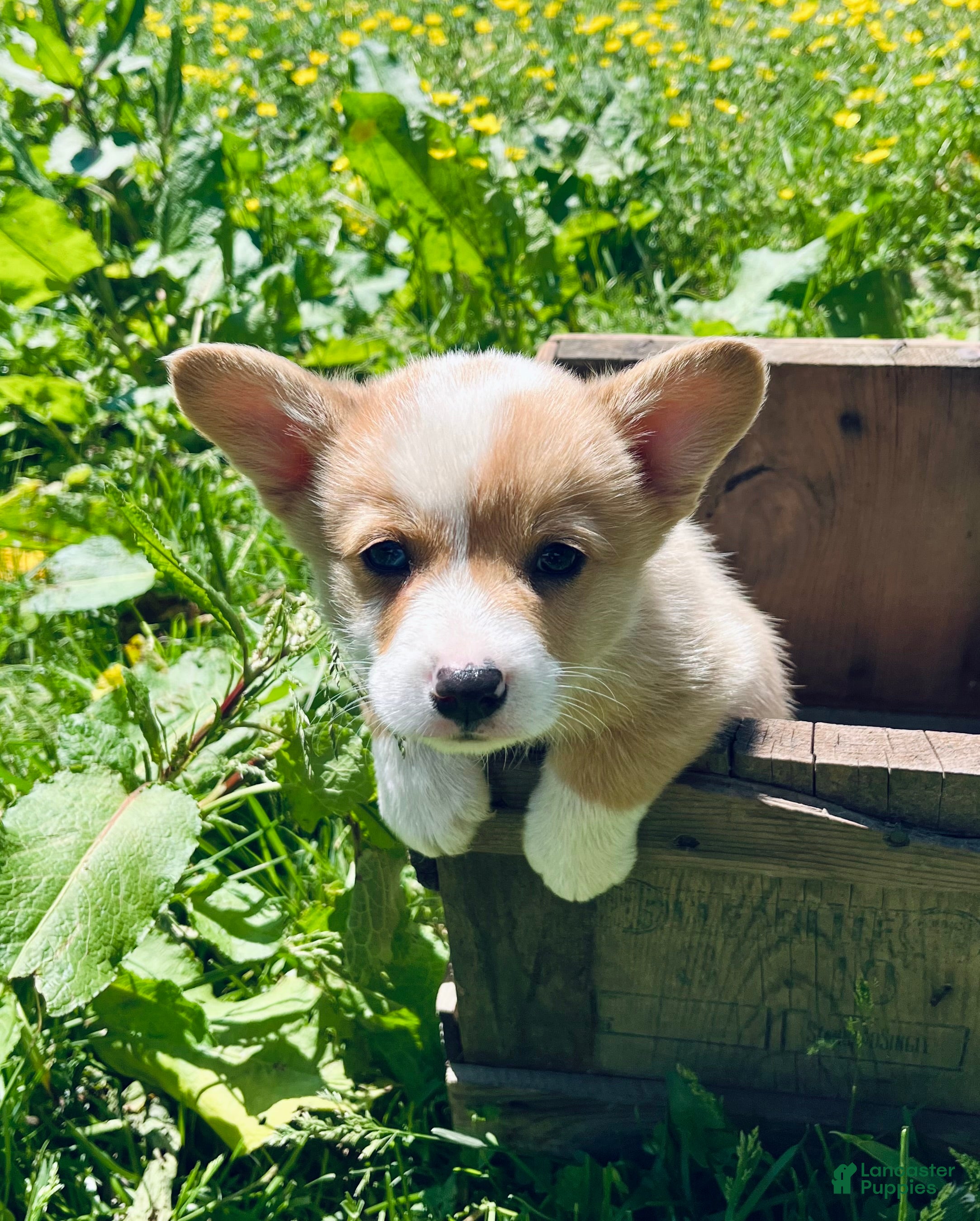 Welsh Corgi Pembroke dogs for sale: William - Ad 3