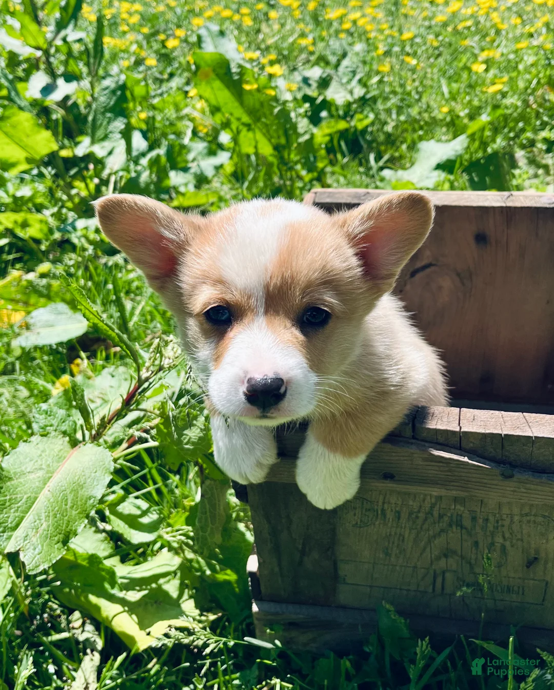 Welsh Corgi Pembroke dogs for sale: William - Ad 1