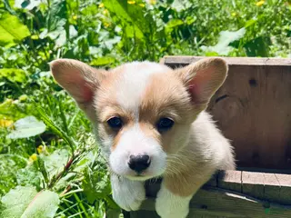 Welsh Corgi Pembroke dogs for sale: William - Ad 3