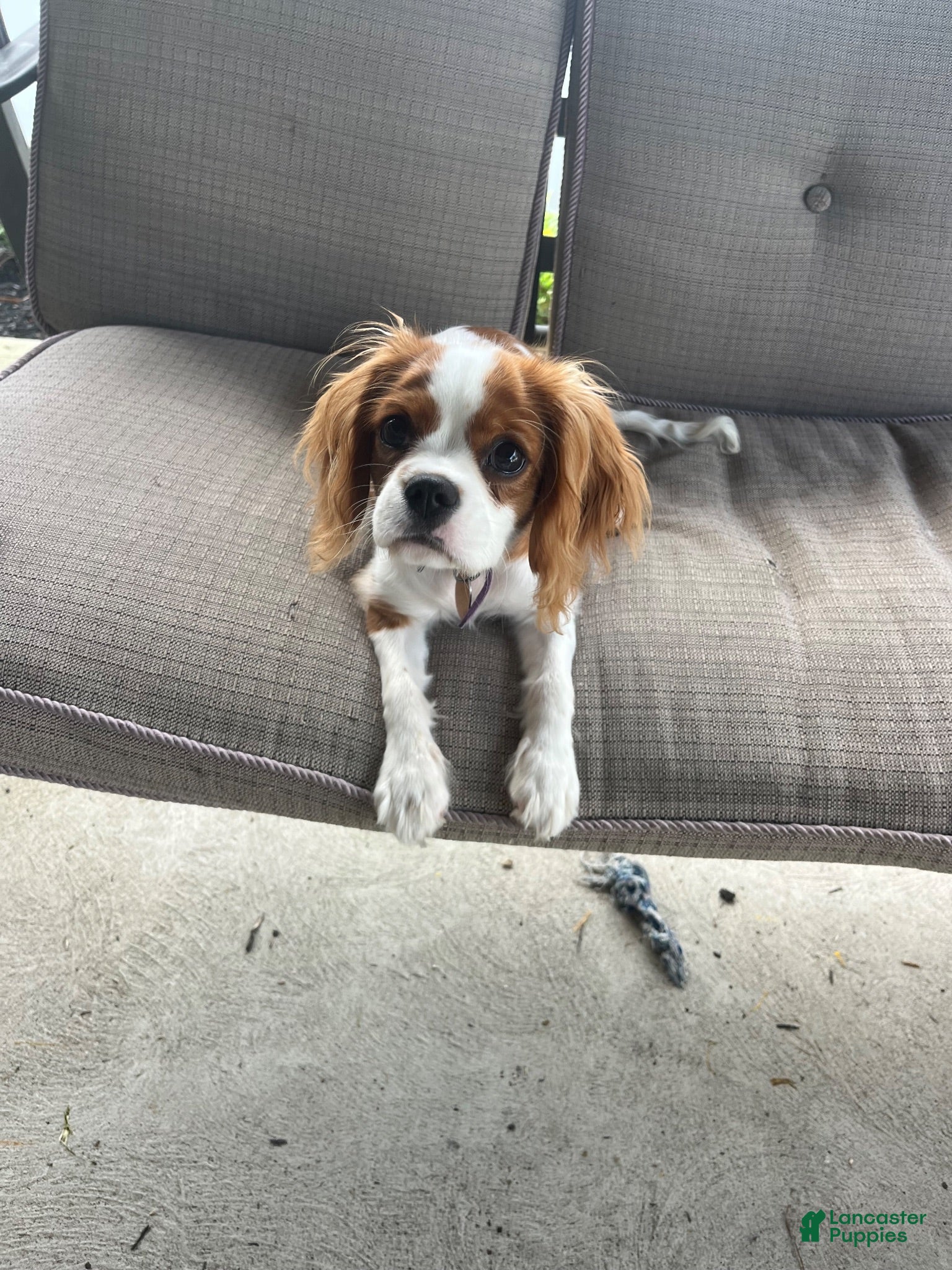 Cavalier King Charles Spaniel dogs Cavalier King Charles Spaniel 1 - Ad 28