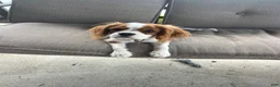 Cavalier King Charles Spaniel dogs for sale: Cavalier King Charles Spaniel 1 - Ad 1