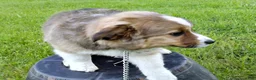 Australian Shepherd dogs for sale: Timmy - Ad 5