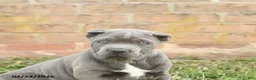 Cane Corso dogs for sale: Cody - Ad 5