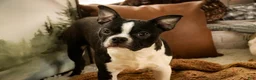 Boston Terrier dogs for sale: Howie - Ad 5