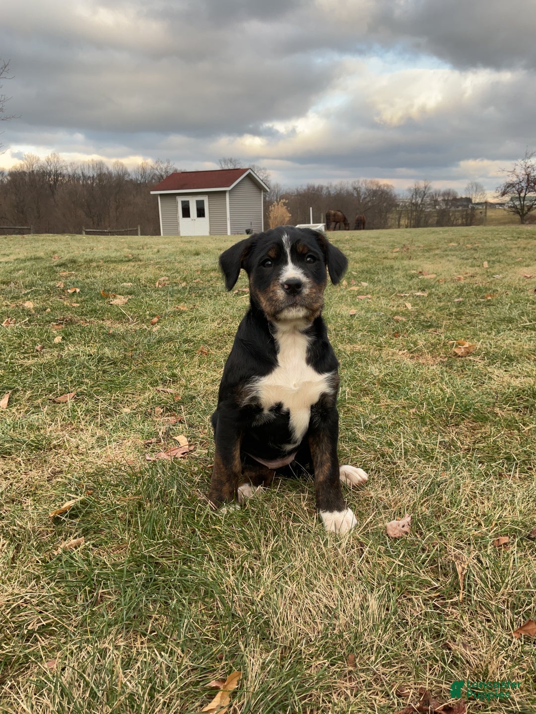 Mixed Breed dogs for sale: Kia - Ad 3