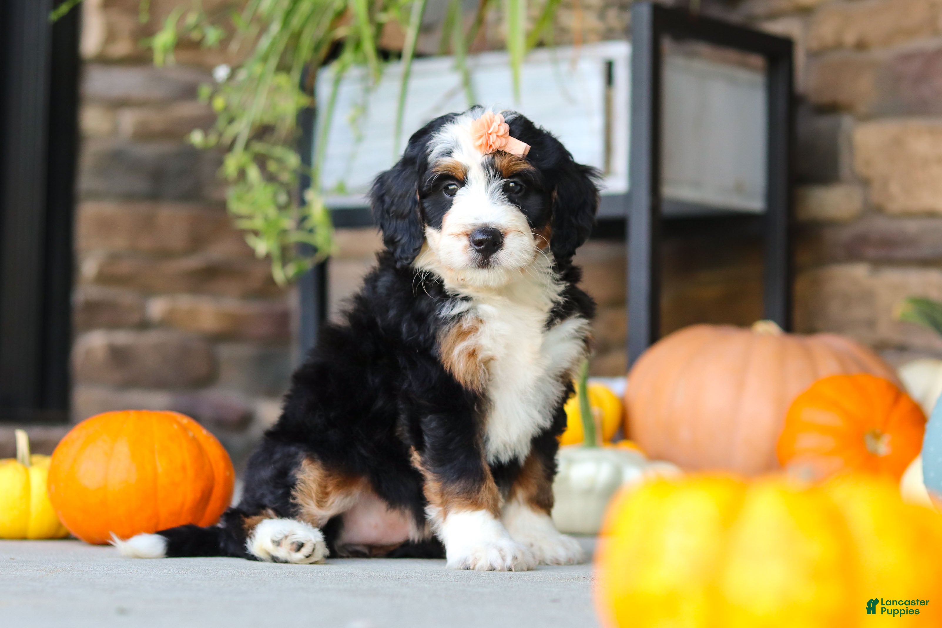 Mini Bernedoodle dogs Nova🌸 - Ad 1