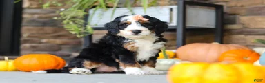 Nova🌸