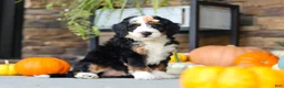 Mini Bernedoodle dogs for sale: Nova🌸 - Ad 1