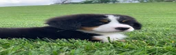 Bernese Mountain Dog dogs for sale: Forrest - Ad 12