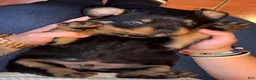 Rottweiler dogs for sale: Coco - Ad 2