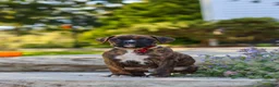 Boxer dogs for sale: Theo - Ad 9