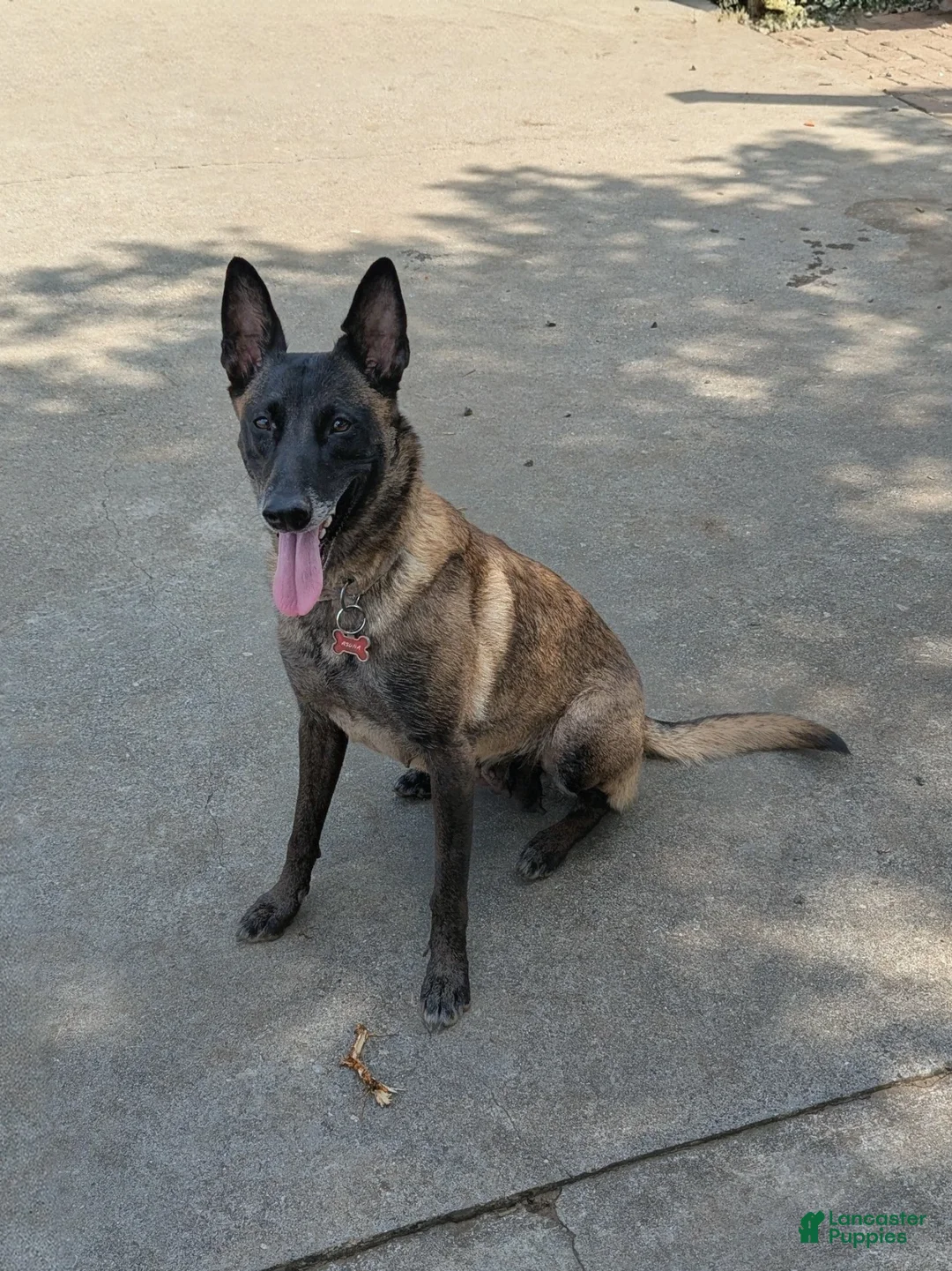 Belgian Malinois dogs for sale: Belgian Malinois Puppy 4 - Ad 2