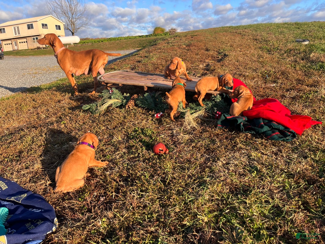 Vizsla dogs for sale: XMAS READY ❤️Sarge🎄Akc Registration🐾Call 717-405-2915 - Ad 6